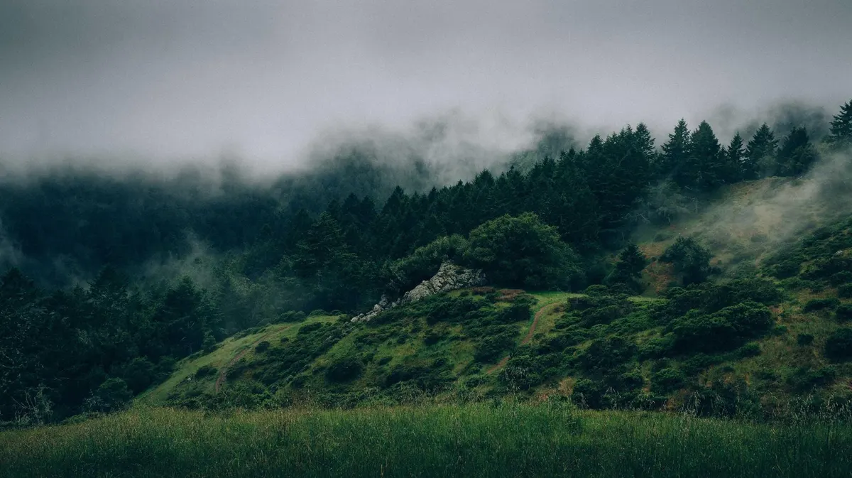 Fog in the timber