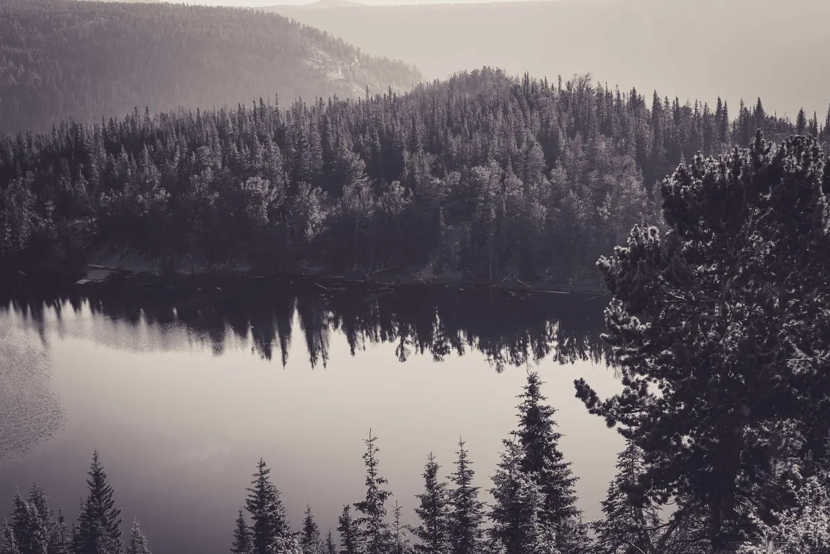 Still water in the pines