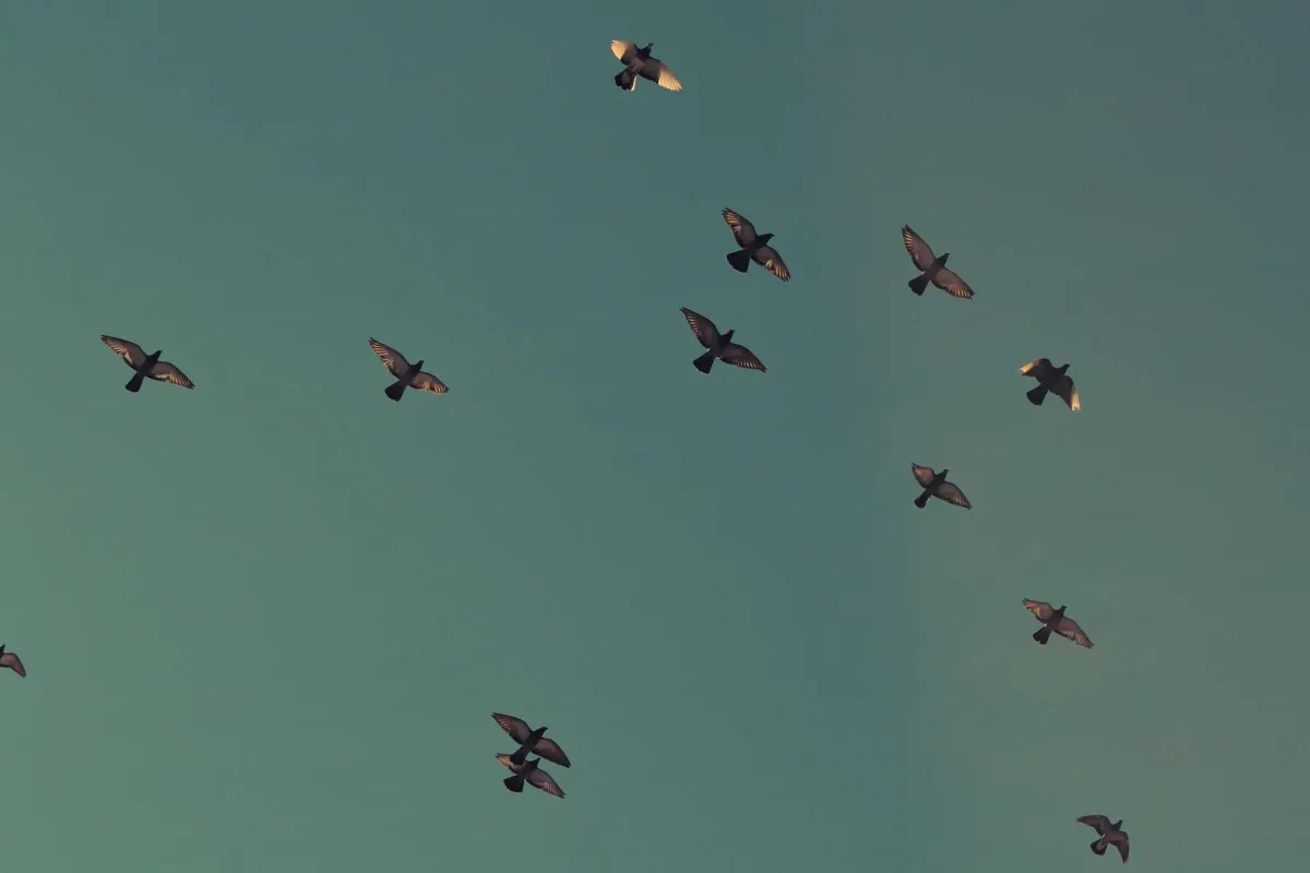 Birds heading south