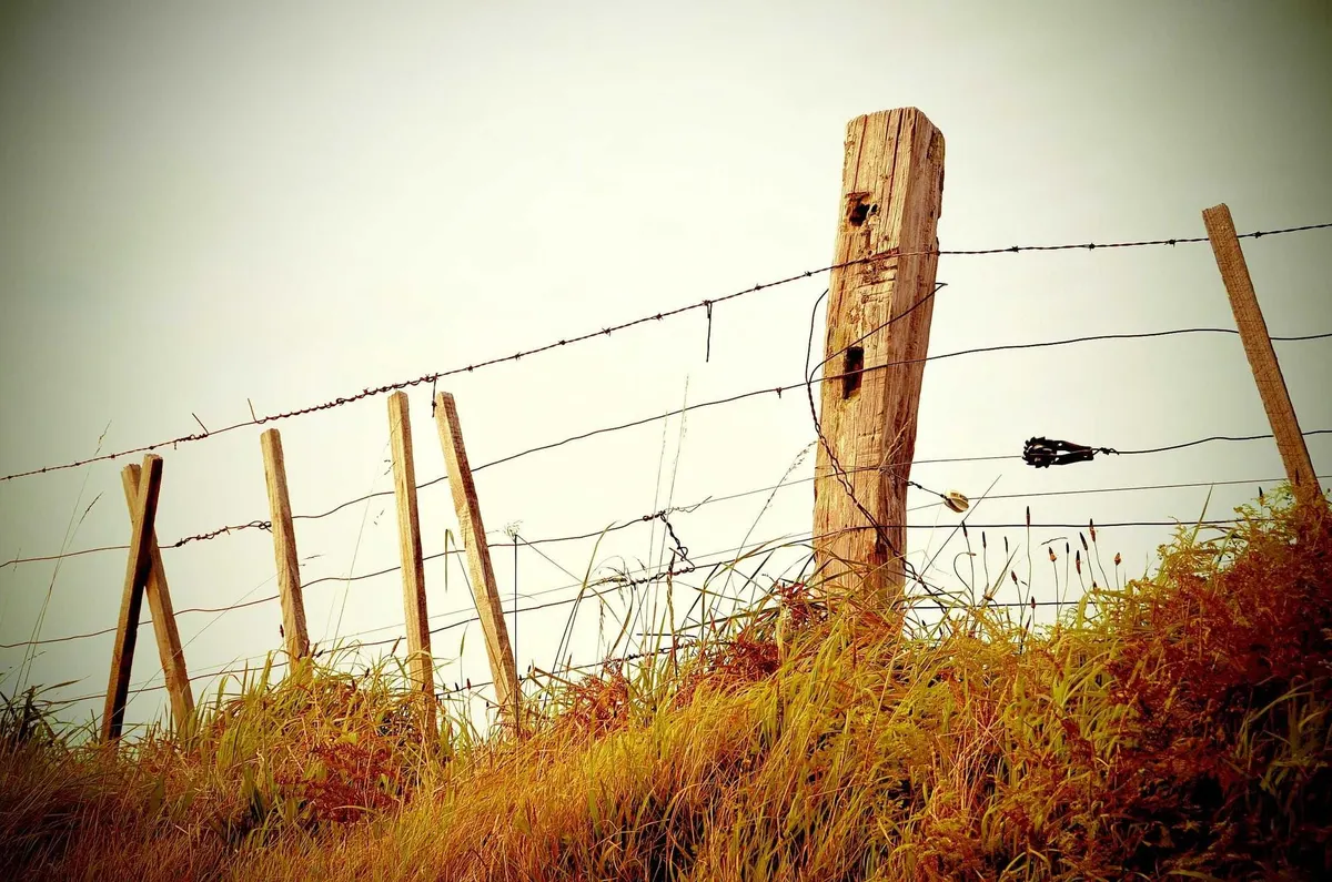 Fence line