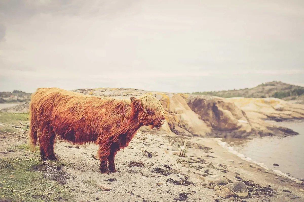 Highland cow