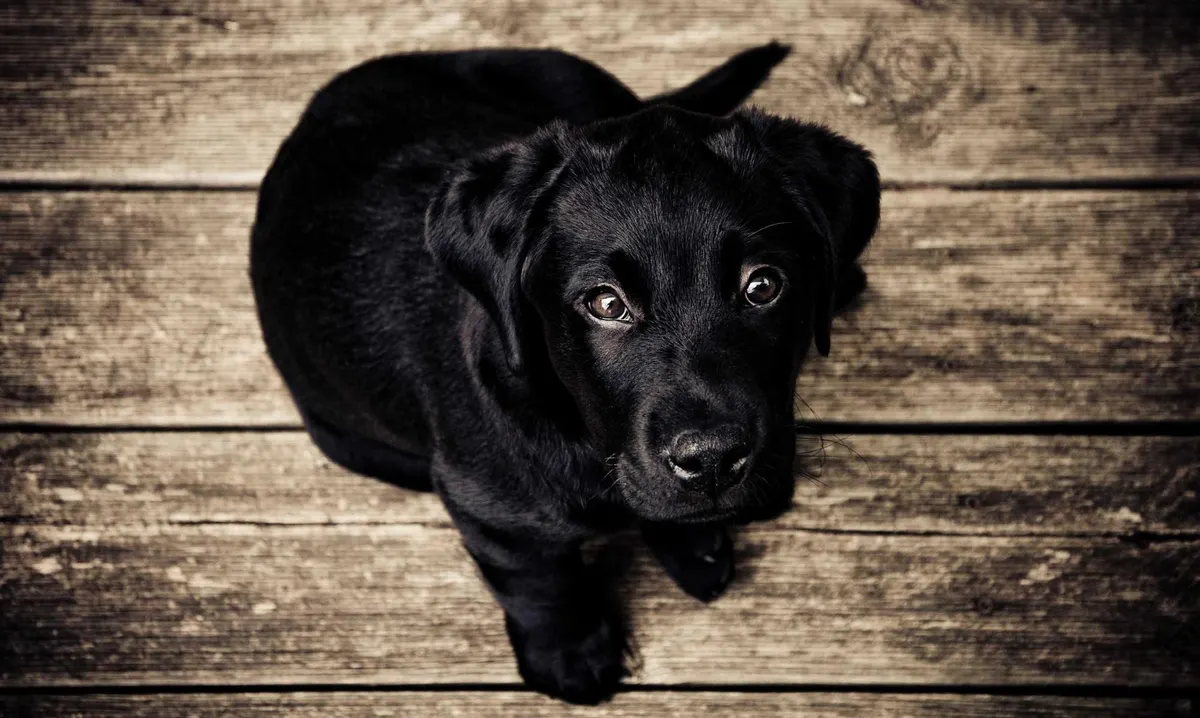 Good dog